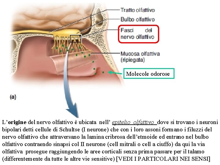 Molecole odorose L’origine del nervo olfattivo è ubicata nell’ epitelio olfattivo dove si trovano