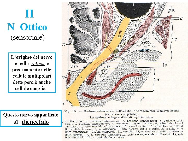 II N Ottico (sensoriale) L’origine del nervo è nella retina e precisamente nelle cellule