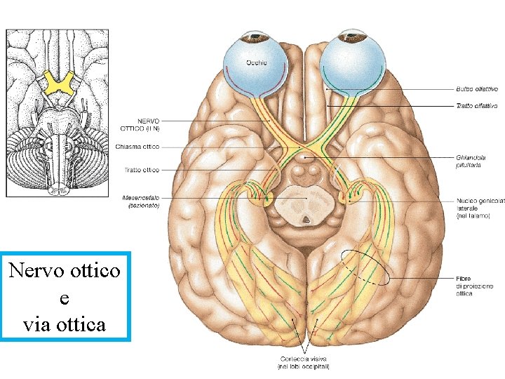 Nervo ottico e via ottica 