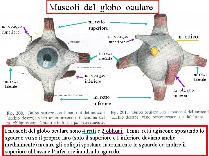 Muscoli del globo oculare m. obliquo superiore m. retto superiore m. obliquo superiore n.