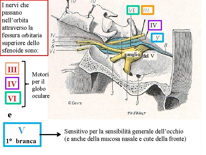 III I IV g. D el I nervi che passano nell’orbita attraverso la fessura