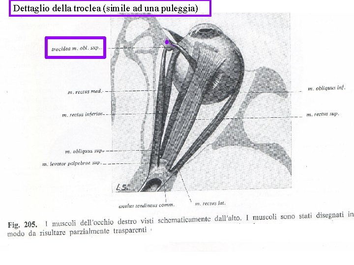 Dettaglio della troclea (simile ad una puleggia) 