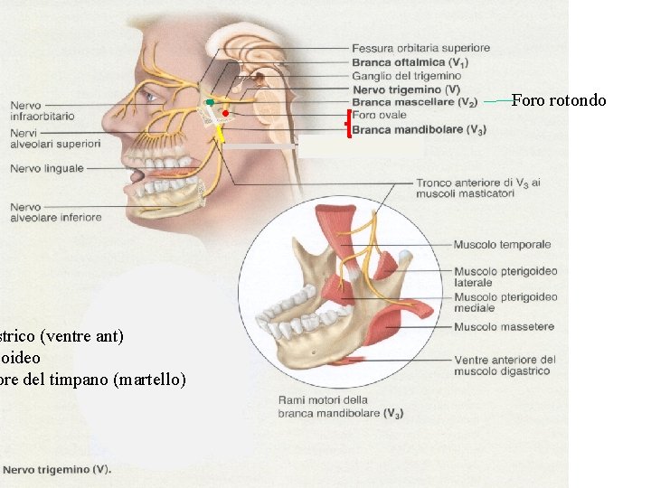 strico (ventre ant) ioideo ore del timpano (martello) Foro rotondo 