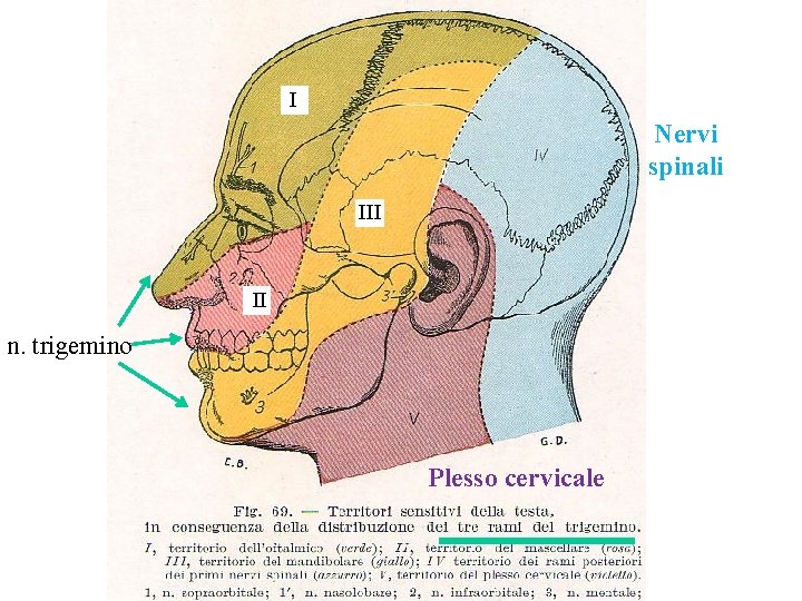 I Nervi spinali III II n. trigemino Plesso cervicale 