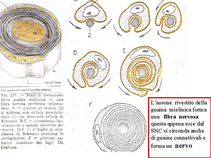 L’assone rivestito della guaina mielinica forma una fibra nervosa questa appena esce dal SNC