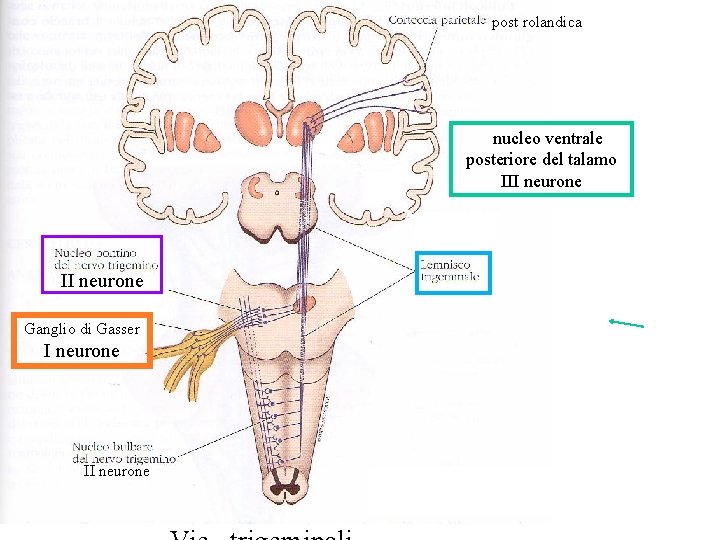 post rolandica nucleo ventrale posteriore del talamo III neurone Ganglio di Gasser I neurone