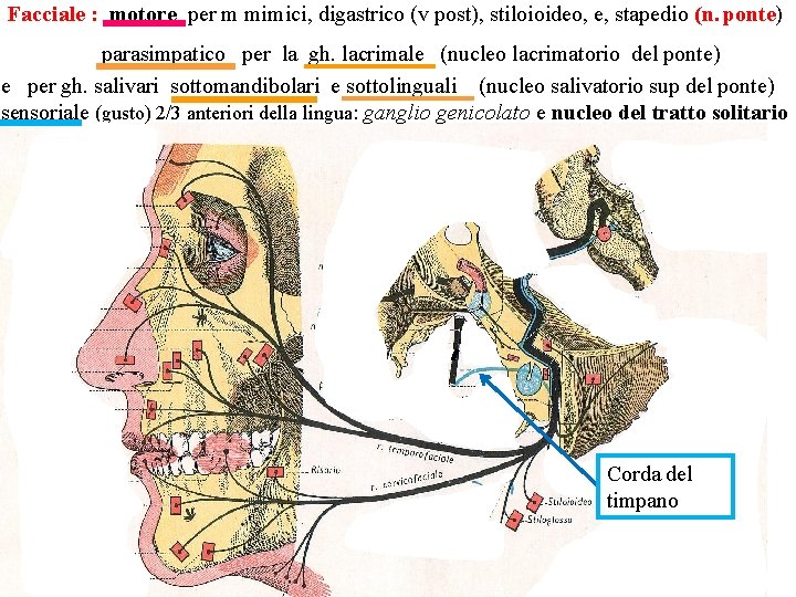 Facciale : motore per m mimici, digastrico (v post), stiloioideo, e, stapedio (n. ponte)