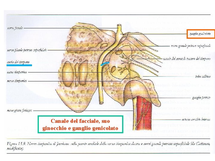 Canale del facciale, suo ginocchio e ganglio genicolato 