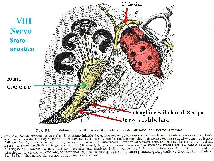 N. facciale VIII Nervo Statoacustico Ramo cocleare Ganglio vestibolare di Scarpa Ramo vestibolare 