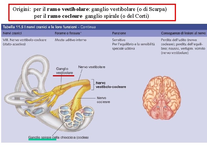 Origini: per il ramo vestibolare: ganglio vestibolare (o di Scarpa) per il ramo cocleare