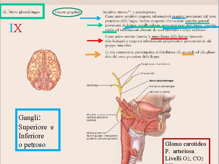 IX Gangli: Superiore e Inferiore o petroso Glomo carotideo P. arteriosa Livelli O 2,