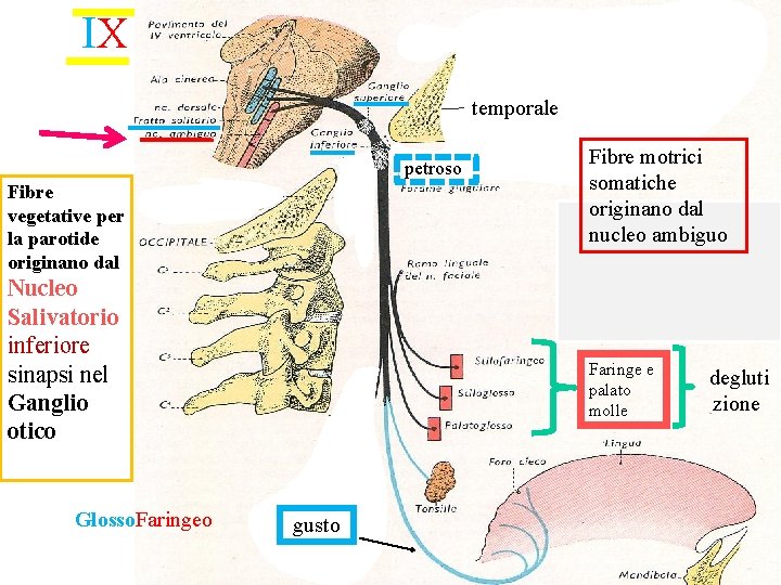 IX temporale petroso Fibre vegetative per la parotide originano dal Nucleo Salivatorio inferiore sinapsi