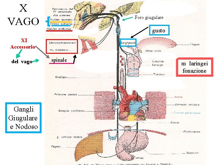 X VAGO Foro giugulare gusto XI Accessorio del vago Gangli Giugulare e Nodoso spinale