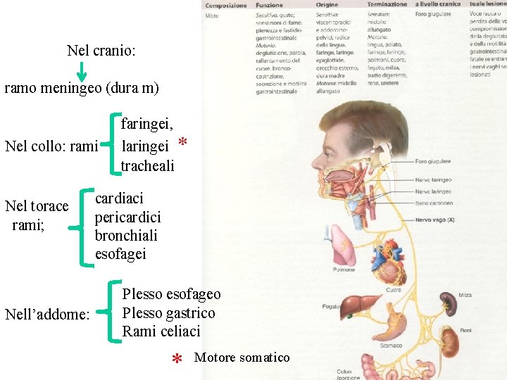 Nel cranio: ramo meningeo (dura m) Nel collo: rami Nel torace rami; Nell’addome: faringei,