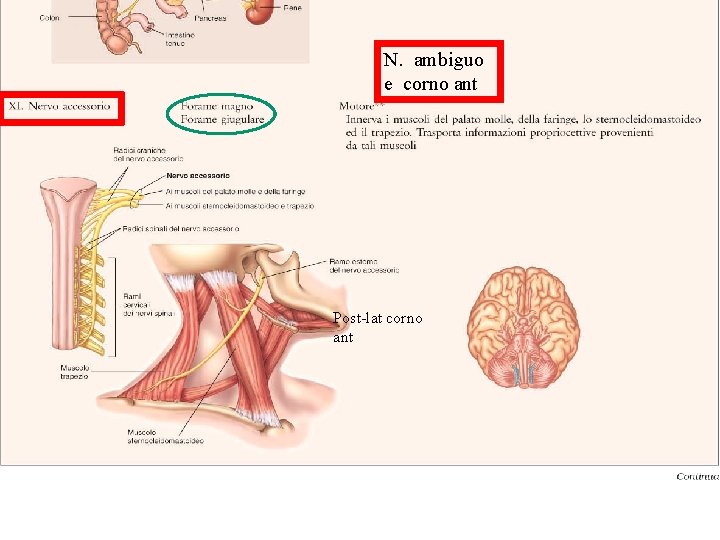 N. ambiguo e corno ant Post-lat corno ant 