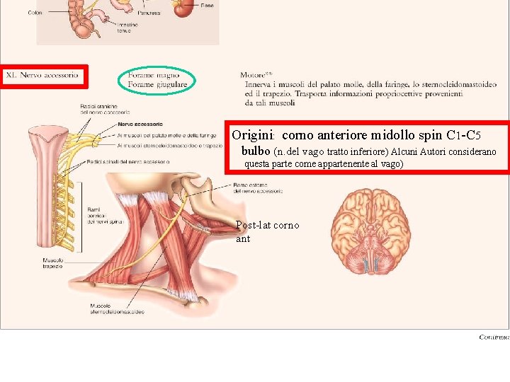 Origini: corno anteriore midollo spin C 1 -C 5 bulbo (n. del vago tratto