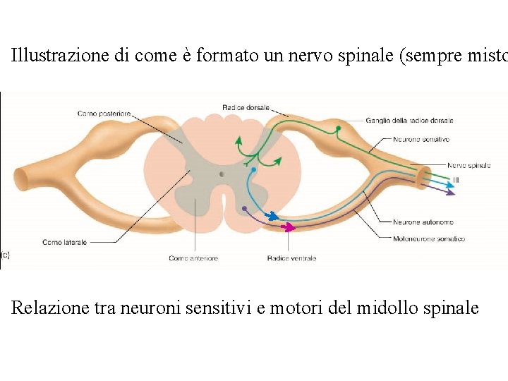 Illustrazione di come è formato un nervo spinale (sempre misto Relazione tra neuroni sensitivi