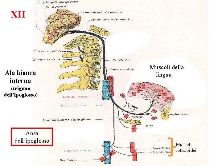 XII Ala bianca interna Muscoli della lingua (trigono dell’ipoglosso) Ansa dell’ipoglosso Muscoli sottoioidei 