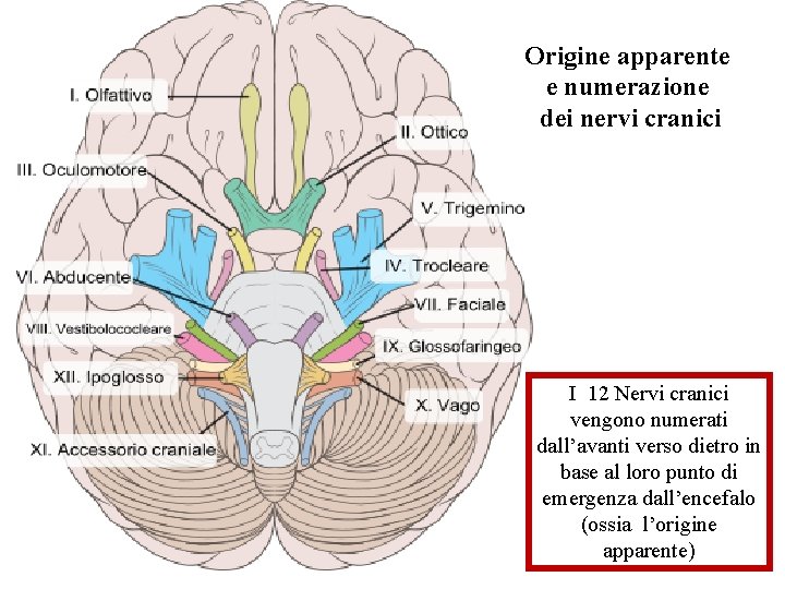 Origine apparente e numerazione dei nervi cranici I 12 Nervi cranici vengono numerati dall’avanti