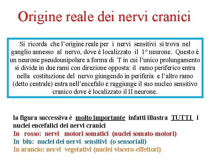 Origine reale dei nervi cranici Si ricorda che l’origine reale per i nervi sensitivi