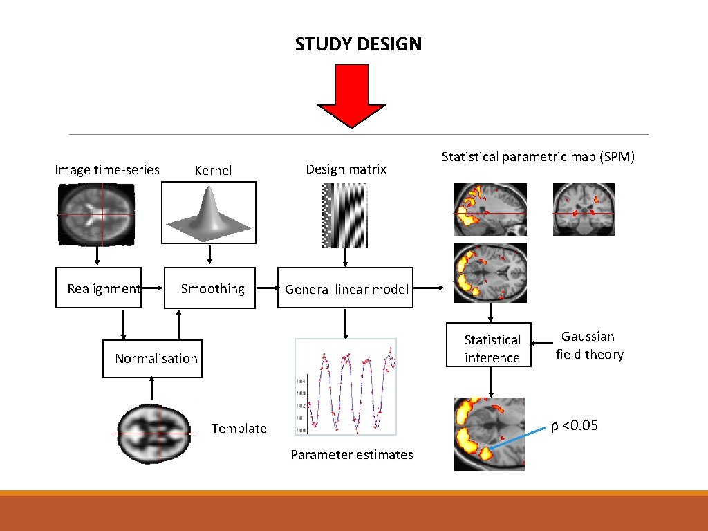 STUDY DESIGN Image time-series Kernel Design matrix Realignment Smoothing General linear model Statistical parametric