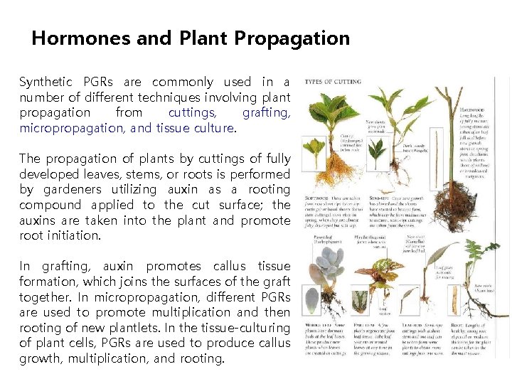 Hormones and Plant Propagation Synthetic PGRs are commonly used in a number of different