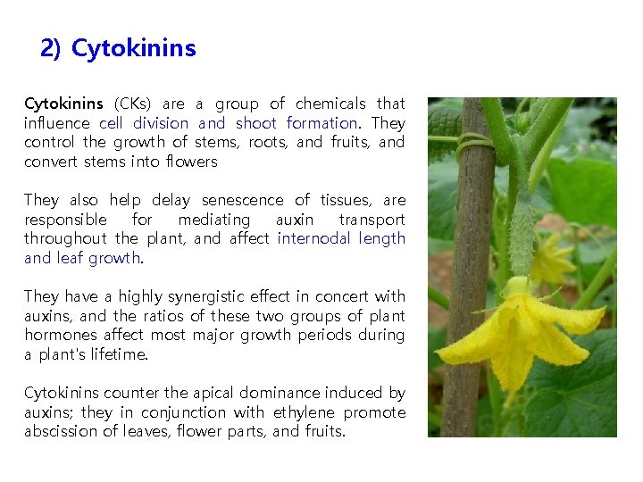 2) Cytokinins (CKs) are a group of chemicals that influence cell division and shoot