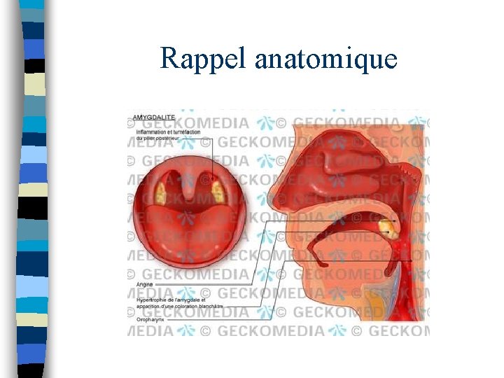 Rappel anatomique Rappel anatomique