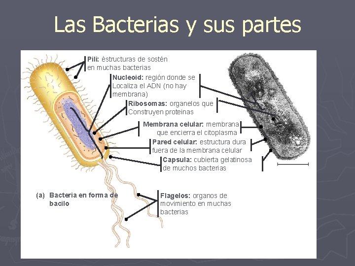 Las Bacterias y sus partes Pili: èstructuras de sostén en muchas bacterias Nucleoid: región