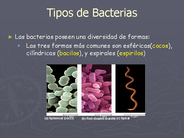 Tipos de Bacterias ► Las bacterias poseen una diversidad de formas: § Las tres