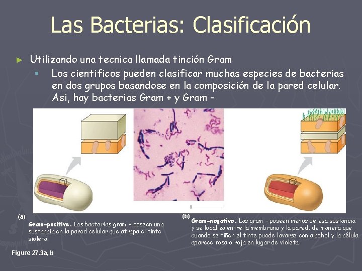 Las Bacterias: Clasificación ► Utilizando una tecnica llamada tinción Gram § Los cientificos pueden