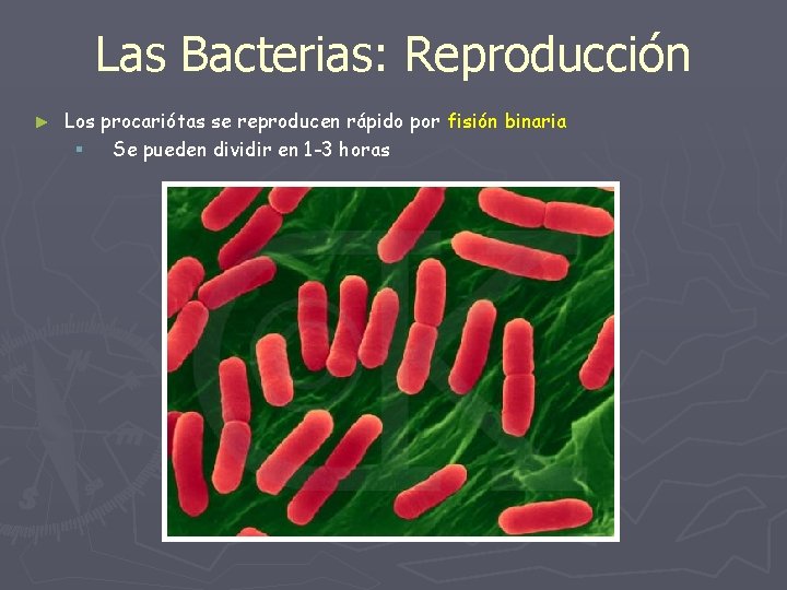 Las Bacterias: Reproducción ► Los procariótas se reproducen rápido por fisión binaria § Se