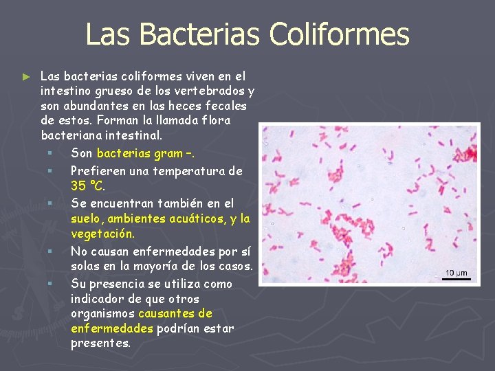 Las Bacterias Coliformes ► Las bacterias coliformes viven en el intestino grueso de los