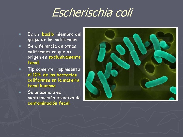 Escherischia coli § § Es un bacilo miembro del grupo de las coliformes. Se