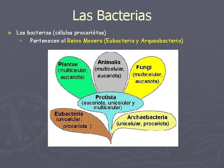 Las Bacterias ► Las bacterias (células procariótas) § Pertenecen al Reino Monera (Eubacteria y