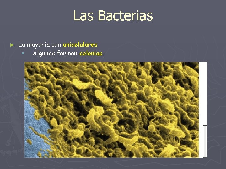 Las Bacterias ► La mayoría son unicelulares § Algunas forman colonias. 