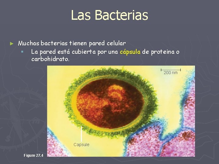 Las Bacterias ► Muchas bacterias tienen pared celular § La pared está cubierta por