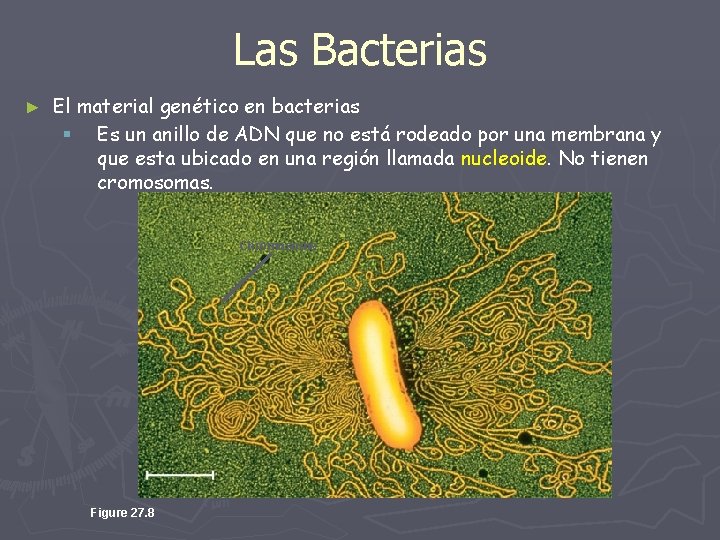 Las Bacterias ► El material genético en bacterias § Es un anillo de ADN