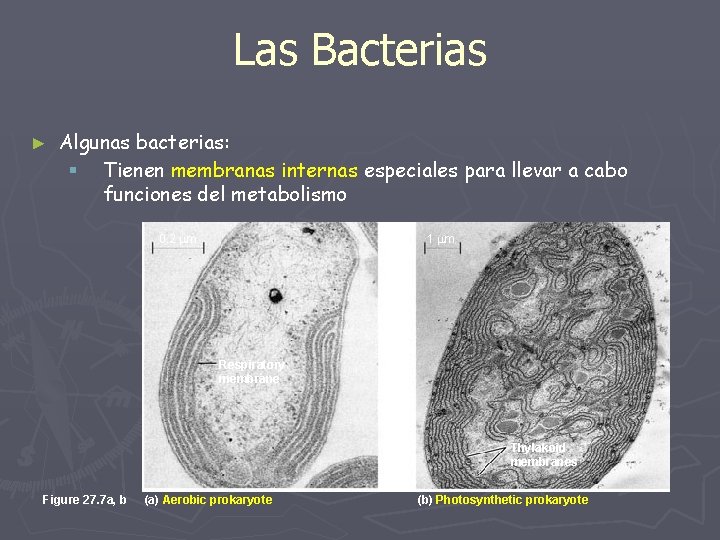 Las Bacterias ► Algunas bacterias: § Tienen membranas internas especiales para llevar a cabo