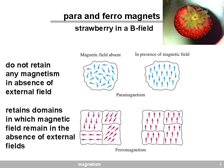 para and ferro magnets strawberry in a B-field do not retain any magnetism in