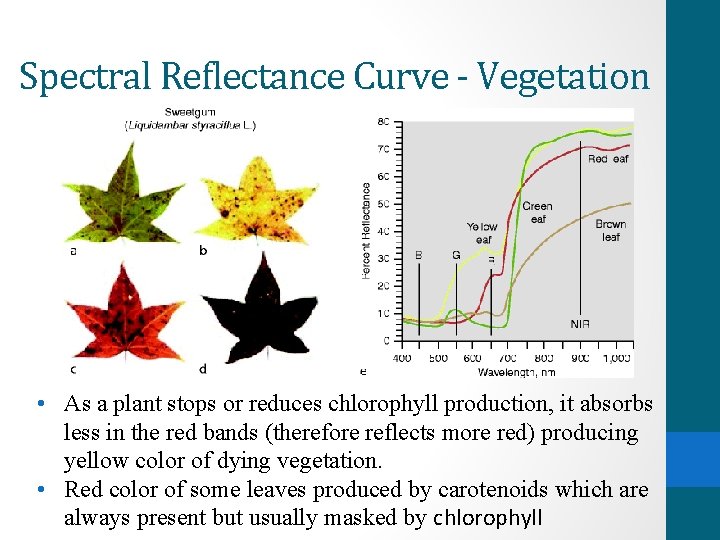 Spectral Reflectance Curve - Vegetation • As a plant stops or reduces chlorophyll production,