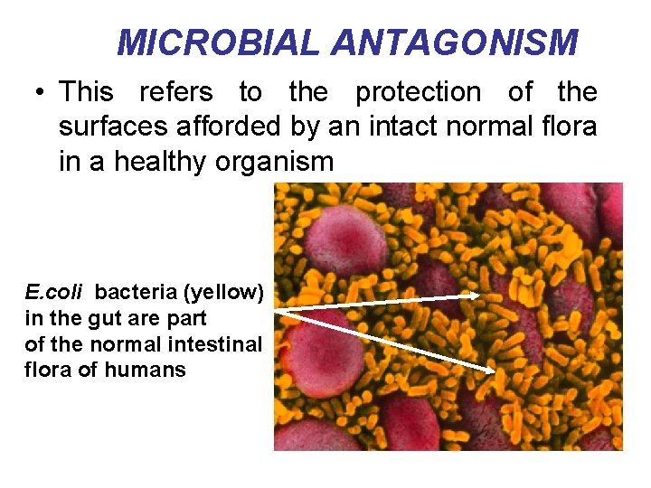 MICROBIAL ANTAGONISM • This refers to the protection of the surfaces afforded by an