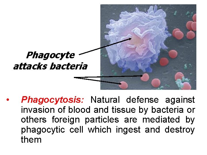Phagocyte attacks bacteria • Phagocytosis: Natural defense against invasion of blood and tissue by