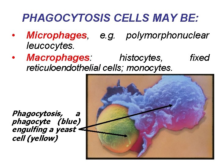 PHAGOCYTOSIS CELLS MAY BE: • • Microphages, e. g. polymorphonuclear leucocytes. Macrophages: histocytes, fixed