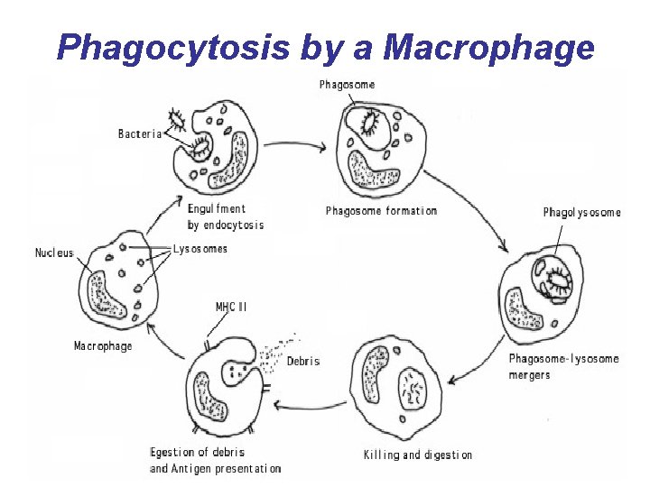 Phagocytosis by a Macrophage 
