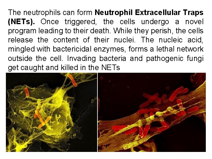 The neutrophils can form Neutrophil Extracellular Traps (NETs). Once triggered, the cells undergo a
