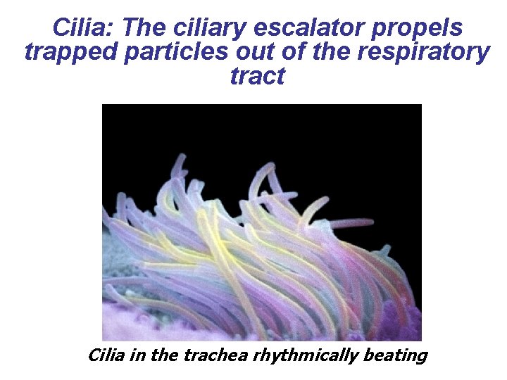 Cilia: The ciliary escalator propels trapped particles out of the respiratory tract Cilia in