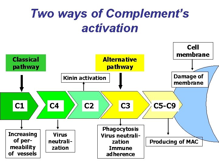 Two ways of Complement’s activation Classical pathway Alternative pathway Damage of membrane Kinin activation