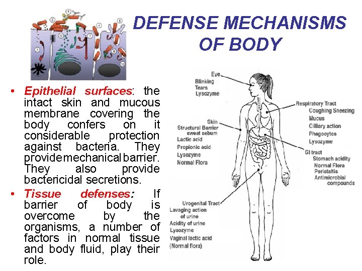 DEFENSE MECHANISMS OF BODY • Epithelial surfaces: the intact skin and mucous membrane covering
