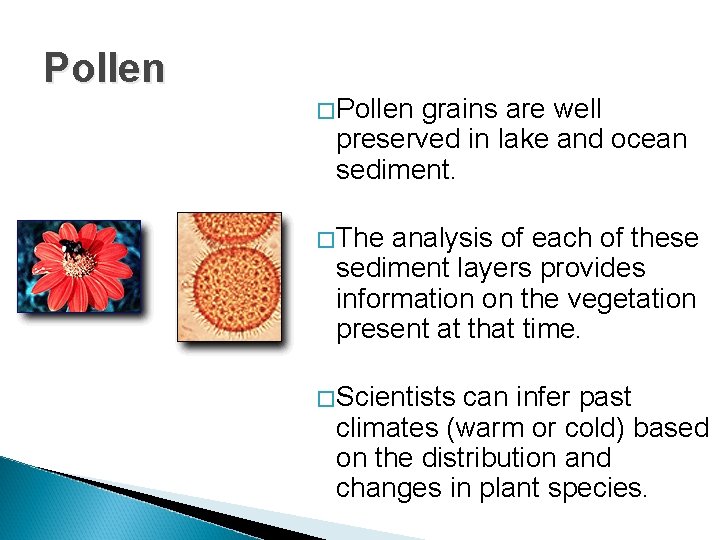 Pollen � Pollen grains are well preserved in lake and ocean sediment. � The